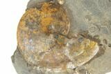 Cretaceous Fossil Ammonite (Sphenodiscus) - South Dakota #189334-1